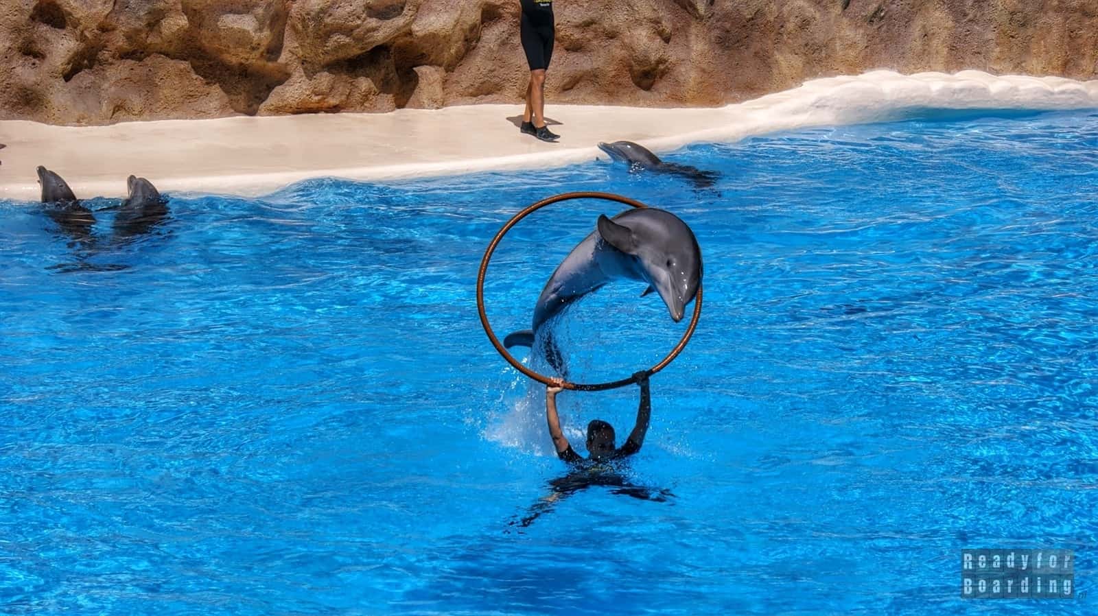Tenerife - Loro Park (show with dolphins)