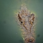 Cuba - Bay of Pigs: finally diving and.... crocodiles!