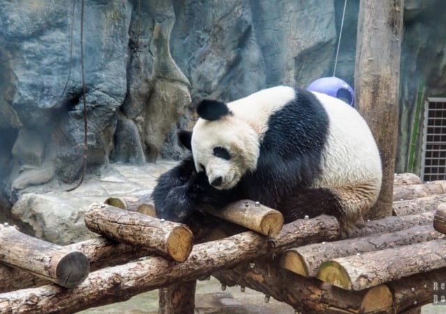 Panda at the Beijing Zoo, China