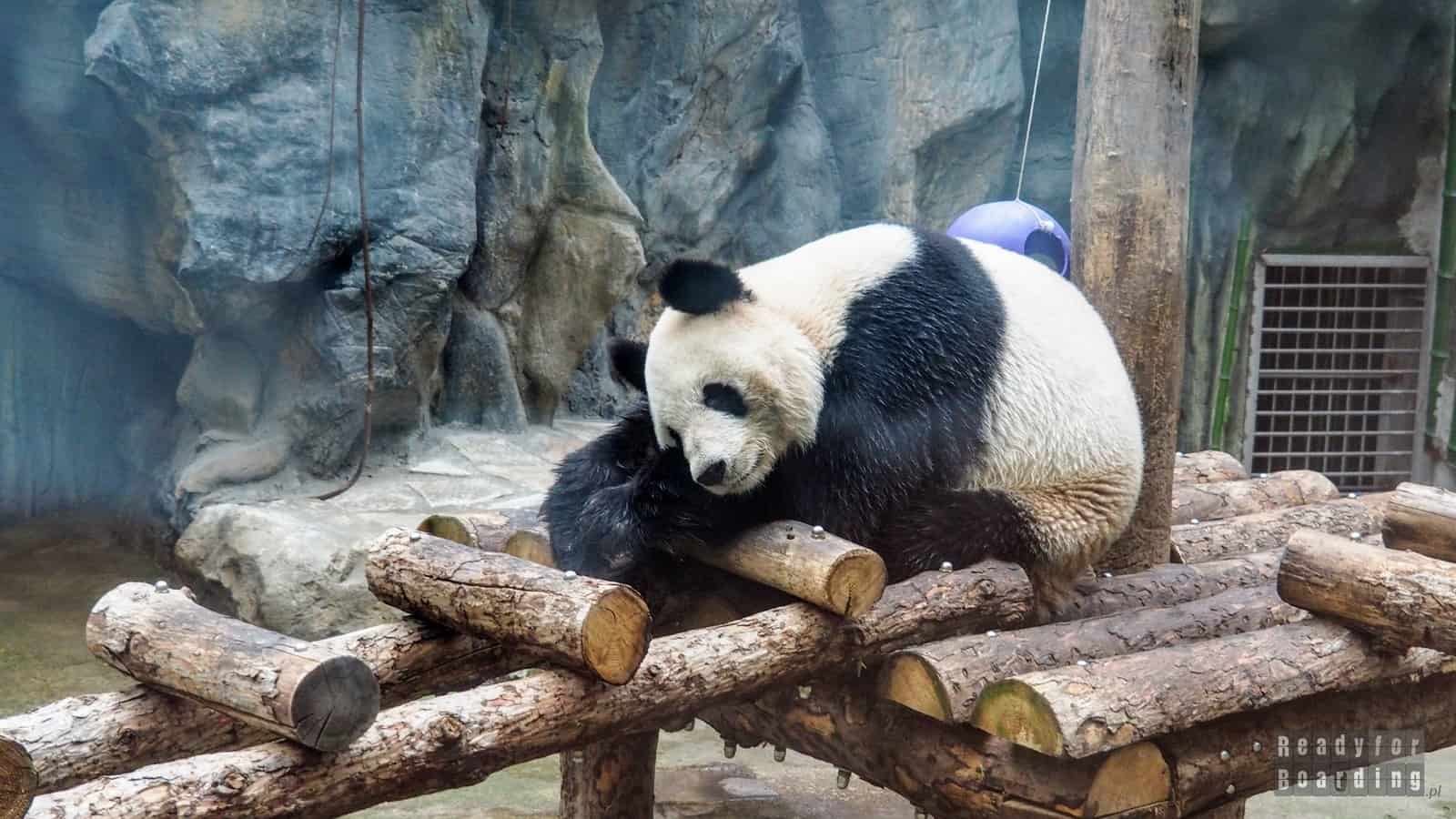 Panda at the Beijing Zoo, China