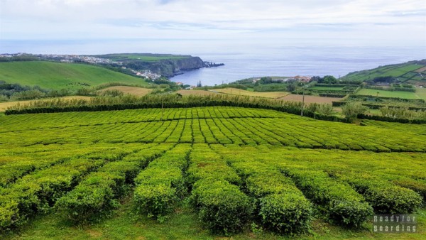 Tea plantation in Porto Formoso - São Miguel, Azores