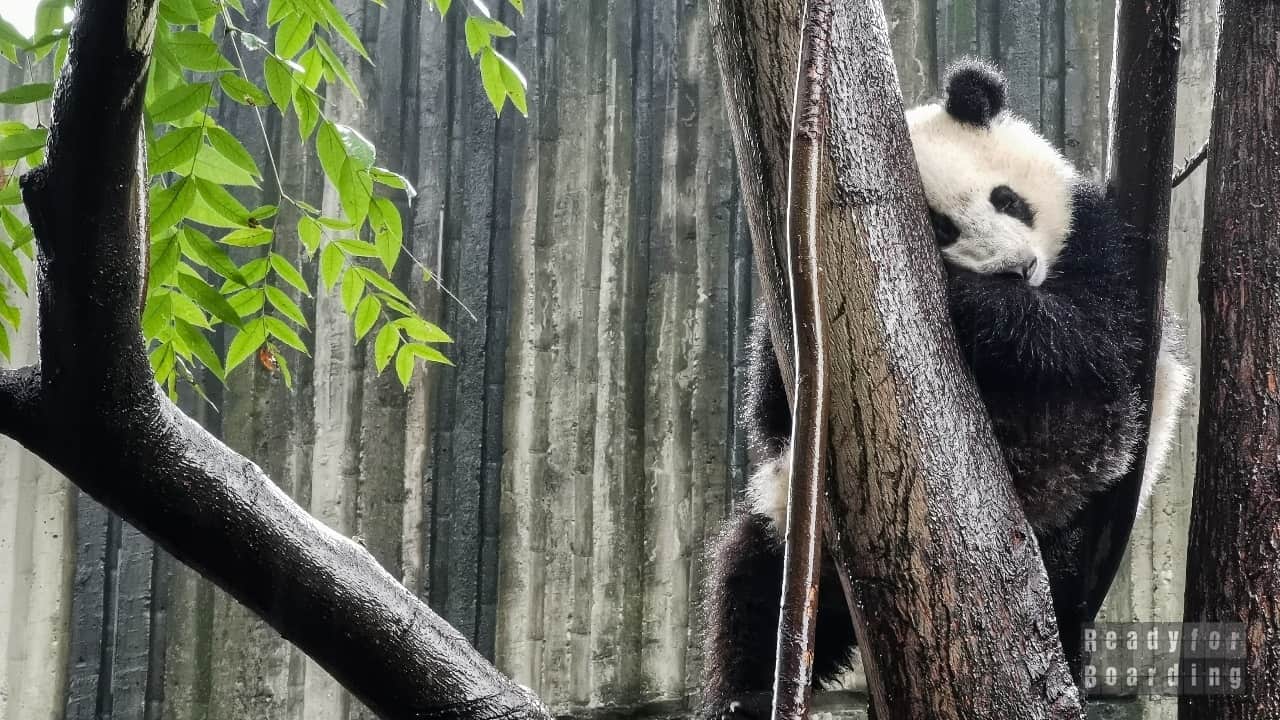 Chengdu, China - Pandas and much more!